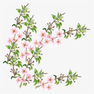 Flower Cherry Blossom - Cherry Blossom