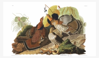 ruffed grouse - giclee painting: audubon's illustration from 'birds