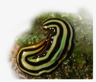 Amazonian Land Planarian - Snails And Slugs