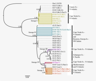 Worldwide Phylogenetic Tree Of Ornithodoros Ticks Based - Diagram