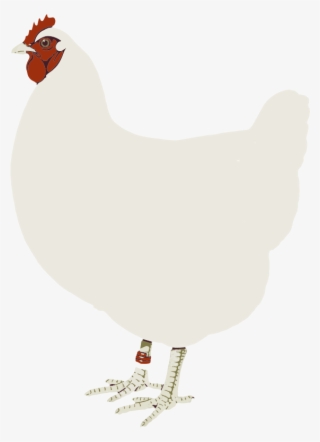 Chicken Clip Art - Hen White Clipart