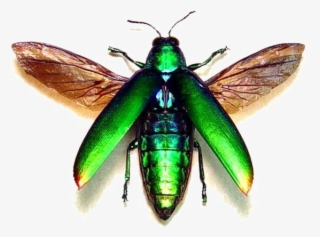 flying bug png transparent image