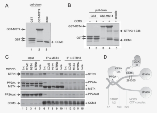 Striatin And Ccm3 Bridge The Kinase And Phosphatase