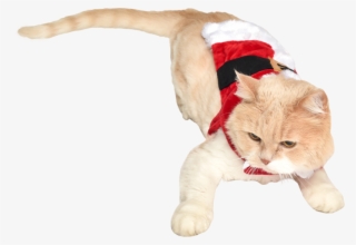 Cat In Santa Costume - Santa Suit