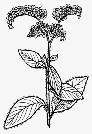 All Photo Png Clipart - Heliotropium
