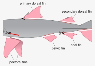 Whale Shark Clipart Wiki