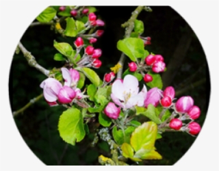 Spring Clipart Apple Tree - Spring