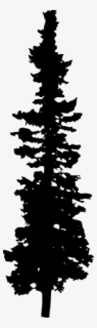 Pine Tree Silhouette - Colorado Spruce