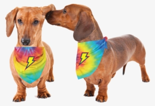 Thunderpets Pet Bandana For Your Dog Or Cat To Sport - Weiner Dog Png