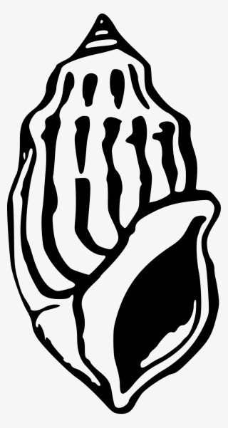 Seashell 3 By Firkin - หอย ทะเล Clipart Black And White