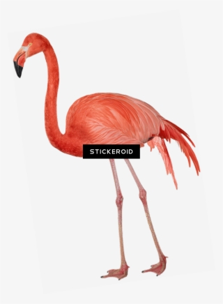 Flamingo Sideview