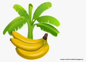 Banner Free Download Amazing Look Download It For Free - Banana Tree Hd Png