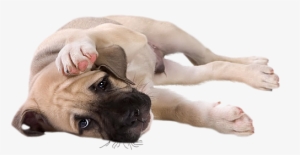 Little Dog Png Clipart - Transparent Little Dog