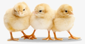 Baby Chicken Transparent Png - Baby Chicks Png