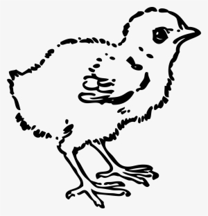 This Free Icons Png Design Of Baby Chick
