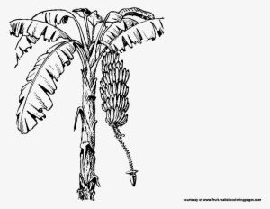 Banana Tree Clipart Black And White Download - Coloring Pictures Of Coconut Tree