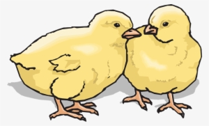 Baby, Two, Barn, Farm, Animal, Chicks, Chickens - Chicks Clip Art