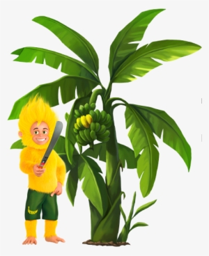 Yellow Banana Plantations