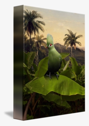 "green Turaco On Banana Tree" By I - Parakeet
