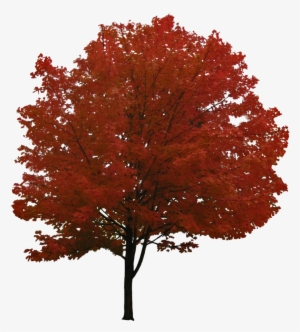 Tree Png Image, Free Download, Picture - Red Maple Tree Png