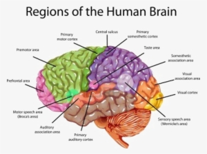 Brain Png Transparent Image - Labeled Brain Anatomy