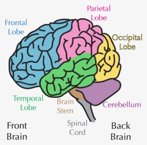 Brain Regions - Brain Absorbing Information