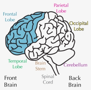 Sections Of The Brain - Frontal Lobe No Background