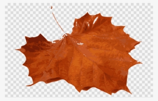 Leaf - Orange Leaves Real Png
