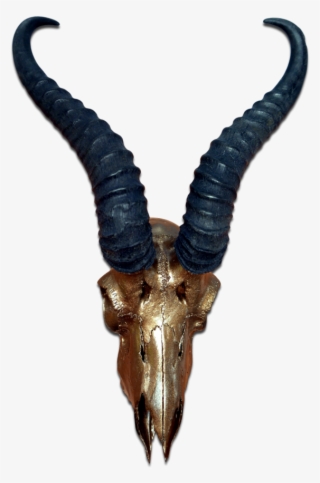 Real Springbok Skull Bronze Spray Painted African Antelope - Antelope Skull