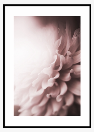 Chrysanthemum Poster