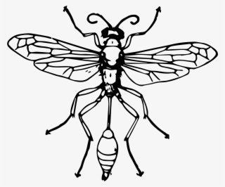 Vector Freeuse Stock Clipart Funeral - Thread Waisted Wasp Drawing