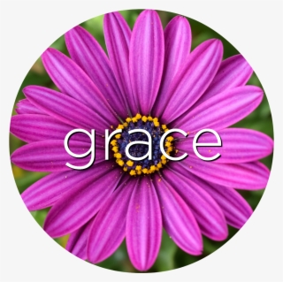 Follow Url Grace African Daisy Flower Essence - Perfekte Lila Blume Große  Wanduhr Transparent PNG - 1000x1000 - Free Download on NicePNG