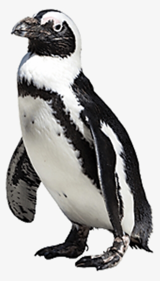 Drawn Penguin African Penguin - African Penguin Png