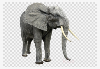 Elephant Transparent Clipart African Bush Elephant - Endangered Species Transparent