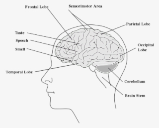 Heypik Support The Human Brain Easy Edit - Diagram