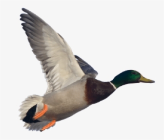 Free Png Goose Png Images Transparent - Flying Duck Png
