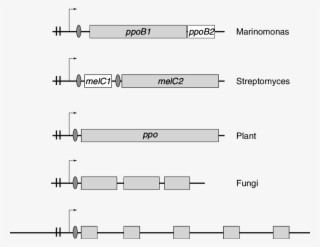 Schematic Representation Of The Genetic Organization - Library