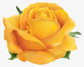 Free Png Yellow Rose Png Png Images Transparent