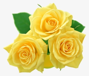 Yellow Rose - Yellow Roses Images Png
