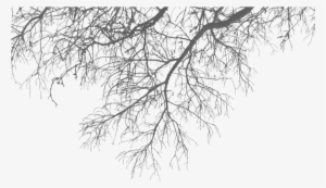 Branch Download Png - Branches Png