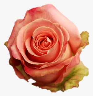 Roses - Flower