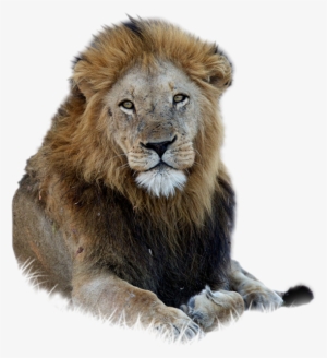 Lion Free Png - Lion Png