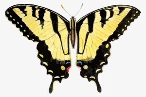 Free Papilio Glaucus - Tracing Straight Lines
