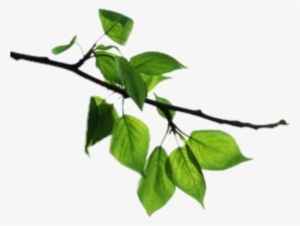 Transparent Tree Branch Png