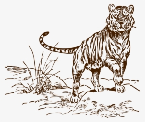 Brown Tiger Cliparts - Bengal Tiger Clip Art Black And White