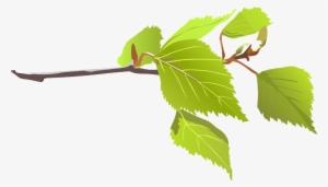 Tree Limb - Branch With Leaf Png