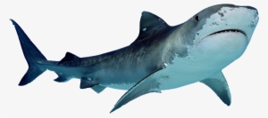 Tiger Shark Clipart Ocean Creature - Shark Png