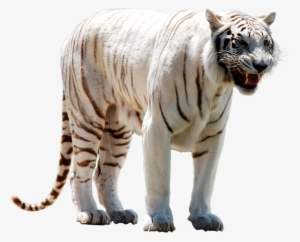 White Tiger Face Png - White Tiger Transparent