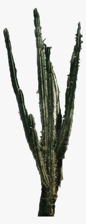 Download Cactus Png 2 Hq Png Image Freepngimg - Acanthocereus Tetragonus