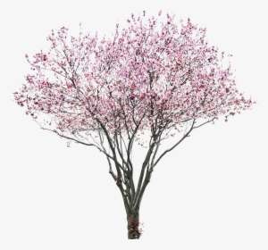 Tree Flower Pink - Prunus Png